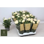 Rosa Potiroos Belami Kordana Grande 10.5cm