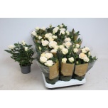 Rosa Potiroos Belami Kordana Grande 10.5cm