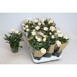 Rosa Potiroos Belami Kordana Grande 10.5cm
