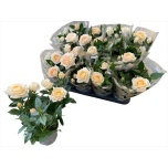 Rosa Potiroos Belami Kordana Grande 10.5cm
