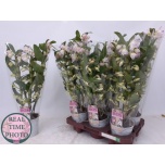 Dendrobium nobile spring dream pandora 3ÕV 13cm