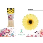 Gerbera MINI Diamond Surfer*20