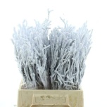 Vaccinium Mustika oks paint Snowy 45cm tk