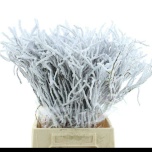 Vaccinium Mustika oks paint Snowy 50cm tk