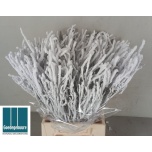 Vaccinium Mustika oks paint Snowy 55cm tk