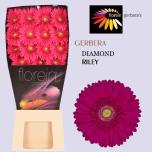 Gerbera GR Riley*15