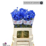 Delphinium Kukekannus Fashion Blue 60cm