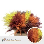 Lepidium Litterhein paint 80cm