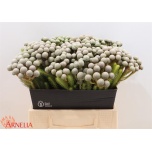 Brunia ayoba silver moon 40cm