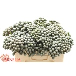 Brunia ayoba silver moon 50cm