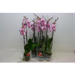 Phalaenopsis Kuuking floriclone magic art 12cm