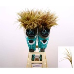 Miscanthus white cloud 90cm