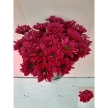 Chrysanthemum Krüsanteem SP Prada Purple 80gr*5