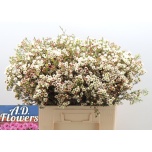 Chamelaucium Sidrunmürt Mi Liron 60cm