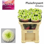 Chrysanthemum Krüsanteem BL Alibaba*10