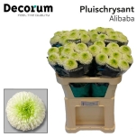 Chrysanthemum Alibaba