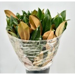 Magnolia leht 75cm (pk)