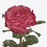 Roos 40cm Enchantment