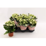Kalanchoe Kalanhoe mozaic tweed 10,5cm