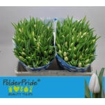 Tulp si Snowman
