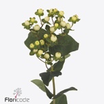 Hypericum Naistepuna Mag Snowprince 50cm