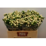 Hypericum Naistepuna Mag Snowprince 50cm