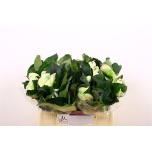 Helleborus Lumeroos Moondance 35cm