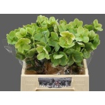 Helleborus Lumeroos Moondance 40cm