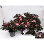 Rhododendron aiko pink 14cm