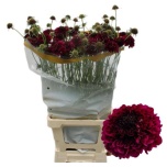 Scabiosa Tähtpea Dark Purple Scoop 65cm