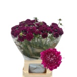 Scabiosa Tähtpea Dark Purple Scoop 65cm