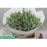 Tulp Purple Surprise