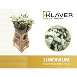Limonium Parkjuur S Polar Sun Birds 70cm