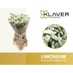 Limonium Parkjuur S Polar Sun Birds 80cm