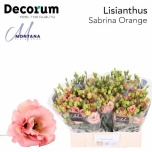 Eustoma Preeriakell Sabrina Orange Small