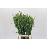 Avena sterilis 75cm