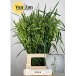 Avena sterilis 75cm