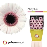 Gerbera MINI Diamond Abby Lou*20