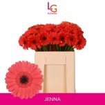 Gerbera MINI Jenna*20