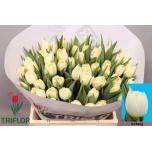 Tulp do Iceberg