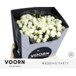 Kobarroos 70cm Wedding Party