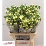 Dianthus Nelk SP Pastis*10