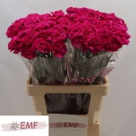 Dianthus Nelk ST Purple Damascus*20