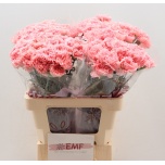 Dianthus Nelk ST Big One*20