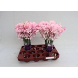 Lathyrus Lillhernes Parfum Pink 35cm