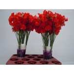 Lathyrus Lillhernes Parfum Red 40-50cm