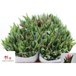 Tulp si Pink Experience
