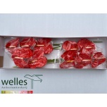 Anthurium Flamingolill Sun Eye