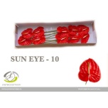 Anthurium Flamingolill Sun Eye