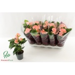 Anthurium Flamingolill andr Spirit 12cm